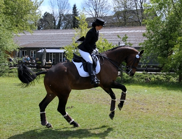 Coaching für Reiter und Pferd